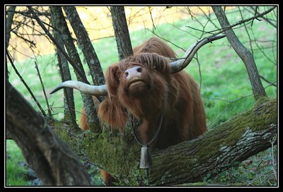 Highland-Cattle